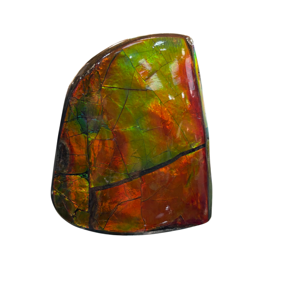 AMMOLITE